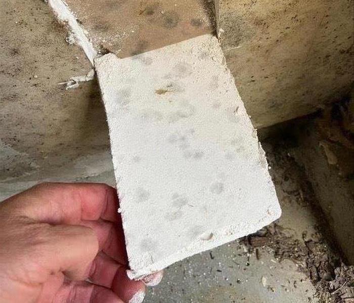 Image shows mold growing on sheetrock