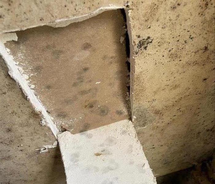 Pictures shows mold growing on wall